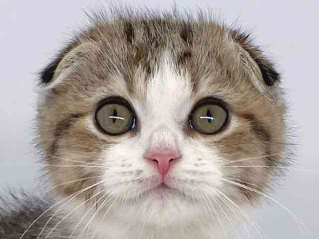 兵庫県のスコティッシュフォールド (ひごペットフレンドリーイオンタウン加古川店/2025年8月28日生まれ/男の子/ブラウンタビーホワイト)の子猫の1枚目の画像