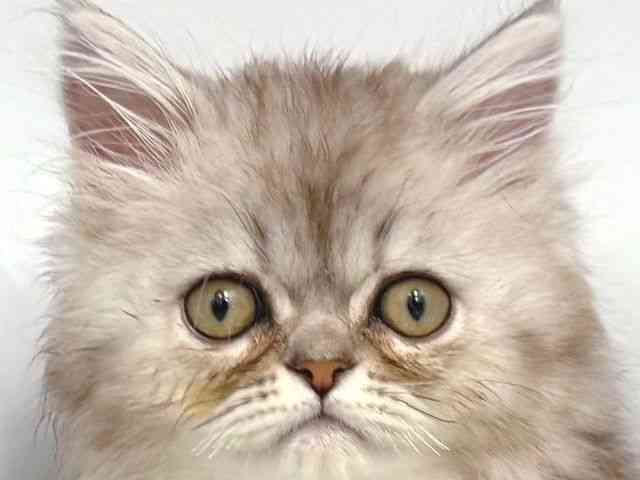 大阪府のペルシャ (ひごペットフレンドリー岸和田店/2025年9月11日生まれ/男の子/シルバータビー)の子猫の1枚目の画像