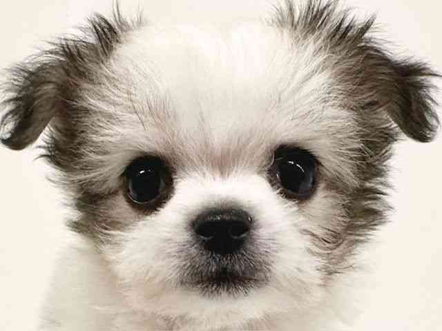 福岡県のチワマル/マルチワ(チワワ×マルチーズ) (ひごペットフレンドリーリバーウォーク北九州店/2025年9月14日生まれ/男の子/フォーンホワイト)の子犬