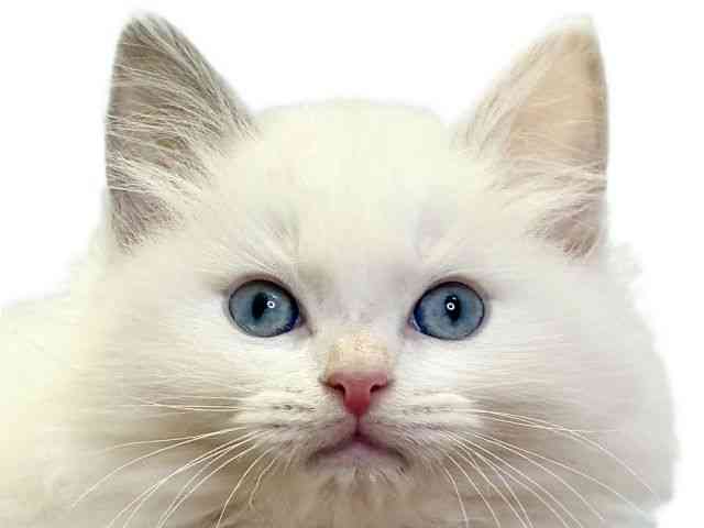 愛媛県のラグドール (ひごペットフレンドリーエミフルMASAKI店/2025年9月12日生まれ/男の子/ブルーポイントバイカラー)の子猫の1枚目の画像