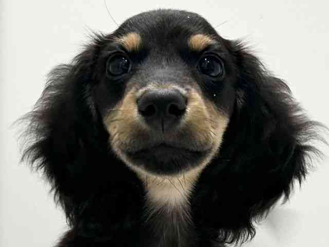 愛知県のミニチュアダックスフンド(ロング) (ひごペットフレンドリーららぽーと名古屋みなとアクルス店/2025年9月12日生まれ/男の子/ブラックタン)の子犬の1枚目の画像