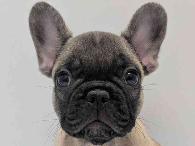 京都府のフレンチブルドッグ (ひごペットフレンドリー京都店/2025年9月12日生まれ/男の子/フォーン)の子犬