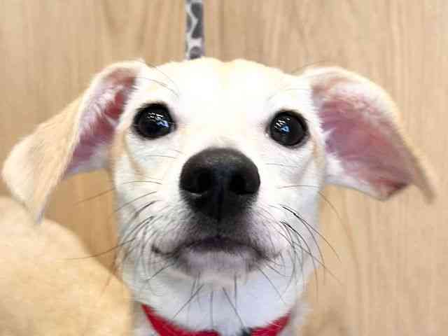 京都府のチワックス(チワワ×ダックス) (ひごペットフレンドリーイオンモール高の原店/2025年9月13日生まれ/男の子/クリーム)の子犬の1枚目の画像