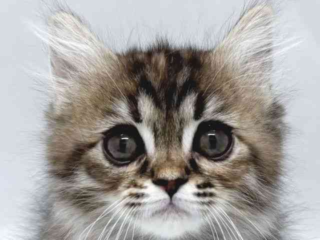 京都府のミヌエット (ひごペットフレンドリー京都店/2025年8月31日生まれ/女の子/ブラウンパッチドタビー)の子猫の1枚目の画像