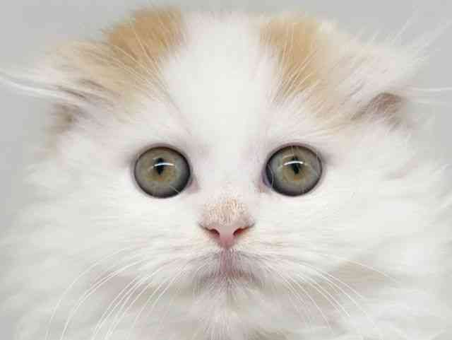 大阪府のスコティッシュフォールド (ひごペットフレンドリー瓜破店/2025年9月14日生まれ/男の子/レッドタビーホワイト)の子猫の1枚目の画像