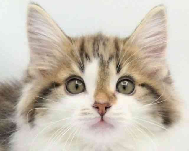 兵庫県のノルウェージャンフォレストキャット (ひごペットフレンドリークラウンパーク伊丹店/2025年8月31日生まれ/女の子/ブラウンタビーホワイト)の子猫の1枚目の画像