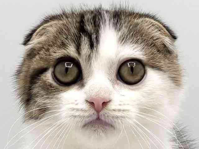 大阪府のスコティッシュフォールド (ひごペットフレンドリーみのおキューズモール店/2025年8月28日生まれ/男の子/ブラウンマッカレルタビーホワイト)の子猫の1枚目の画像