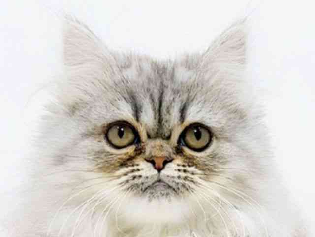 広島県のペルシャ (ひごペットフレンドリーフジグラン神辺店/2025年9月11日生まれ/男の子/シルバータビー)の子猫の1枚目の画像