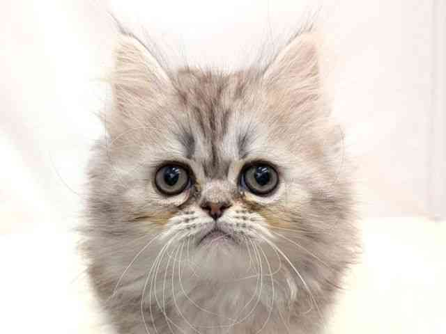 広島県のペルシャ (ひごペットフレンドリーゆめタウン廿日市店/2025年9月11日生まれ/男の子/シルバータビー)の子猫の1枚目の画像