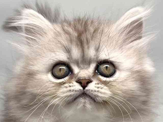 京都府のペルシャ (ひごペットフレンドリー洛北阪急スクエア店/2025年9月11日生まれ/女の子/シルバータビー)の子猫