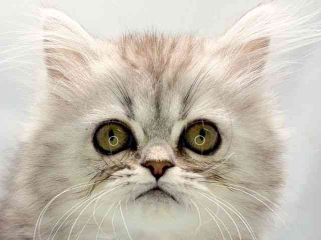 京都府のペルシャ (ひごペットフレンドリー洛北阪急スクエア店/2025年9月11日生まれ/女の子/シルバータビー)の子猫の1枚目の画像