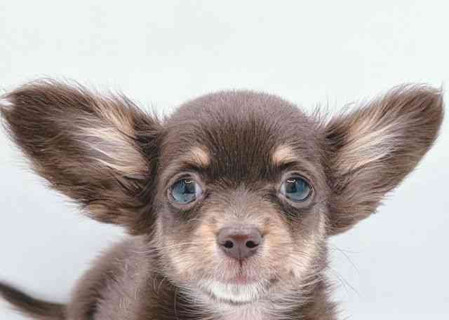 島根県のチワックス(チワワ×ダックス) (ひごペットフレンドリーイオン松江ショッピングセンター店/2025年9月12日生まれ/女の子/チョコレートクリーム)の子犬の1枚目の画像