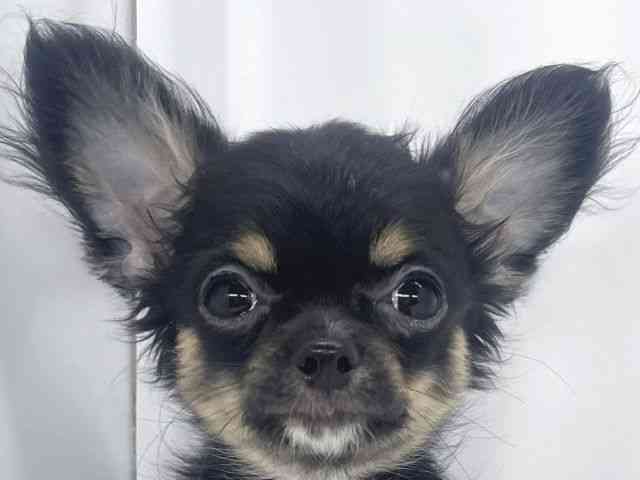 兵庫県のチワワ(ロング) (ひごペットフレンドリーイオンタウン加古川店/2025年9月13日生まれ/女の子/ブラックタンホワイト)の子犬の1枚目の画像