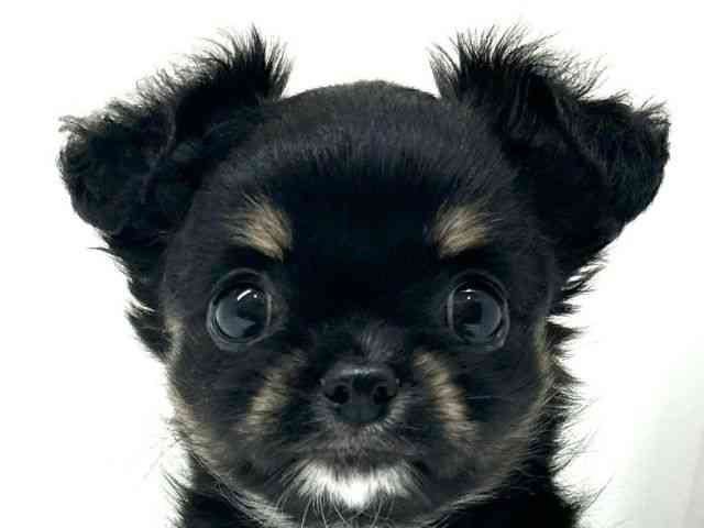 兵庫県のチワワ(ロング) (ひごペットフレンドリーブルメールHAT神戸店/2025年9月13日生まれ/女の子/ブラックタンホワイト)の子犬の1枚目の画像