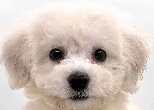 島根県のビションフリーゼ (ひごペットフレンドリーイオン松江ショッピングセンター店/2025年9月14日生まれ/女の子/ホワイト)の子犬の1枚目の画像