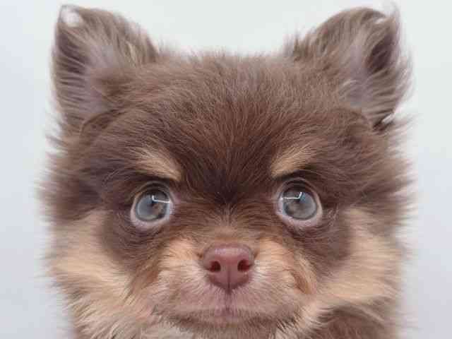 島根県のポメチワ/チワポメ/ポメチー(ポメラニアン×チワワ) (ひごペットフレンドリーイオン松江ショッピングセンター店/2025年9月14日生まれ/女の子/チョコレートタン)の子犬の1枚目の画像