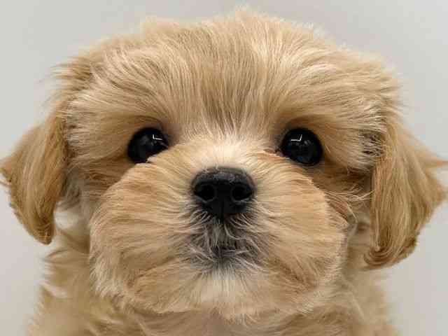 大阪府のハーフ犬・ミックス犬 (ひごペットフレンドリーららぽーとEXPOCITY店/2025年9月12日生まれ/女の子/クリーム)の子犬