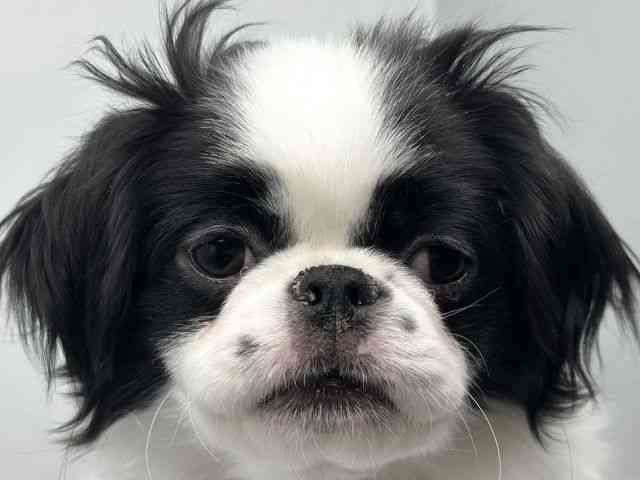 香川県のハーフ犬・ミックス犬 (ひごペットフレンドリーゆめタウン高松店/2025年9月13日生まれ/女の子/パーティーカラー)の子犬の1枚目の画像