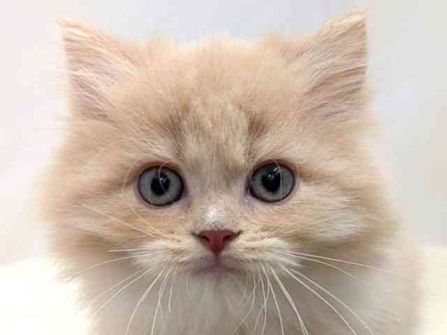 広島県のミヌエット (ひごペットフレンドリーゆめタウン廿日市店/2025年9月15日生まれ/男の子/クリームタビーホワイト)の子猫の1枚目の画像