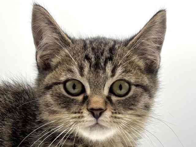 愛知県のマンチカン (ひごペットフレンドリープライムツリー赤池店/2025年9月7日生まれ/男の子/ブラウンタビー)の子猫の1枚目の画像