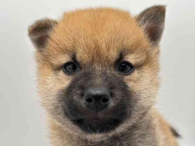 奈良県の柴犬(標準サイズ) (ひごペットフレンドリー田原本店/2025年9月14日生まれ/男の子/赤)の子犬