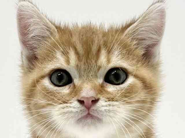 大阪府のアメリカンショートヘアー (ひごペットフレンドリーイオン高槻店/2025年9月15日生まれ/男の子/レッドタビー)の子猫