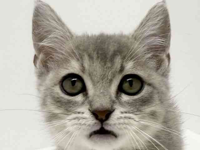 大阪府のマンチカン (ひごペットフレンドリーくずはモール店/2025年9月7日生まれ/女の子/ブルータビー)の子猫の1枚目の画像