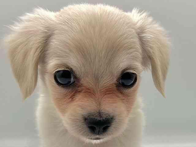 愛知県のチワックス(チワワ×ダックス) (ひごペットフレンドリープライムツリー赤池店/2025年9月13日生まれ/女の子/クリームホワイト)の子犬の1枚目の画像