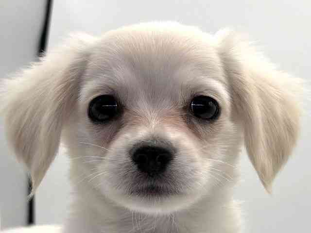 愛知県のチワックス(チワワ×ダックス) (ひごペットフレンドリープライムツリー赤池店/2025年9月13日生まれ/女の子/クリームホワイト)の子犬の1枚目の画像