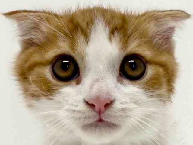 大阪府のスコティッシュフォールド (ひごペットフレンドリーくずはモール店/2025年9月7日生まれ/男の子/レッドタビーホワイト)の子猫の1枚目の画像