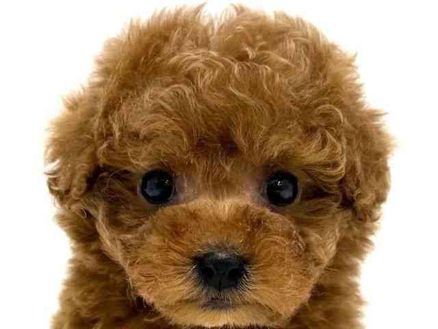 大阪府のトイプードル(トイ) (ひごペットフレンドリーくずはモール店/2025年9月9日生まれ/女の子/レッド)の子犬