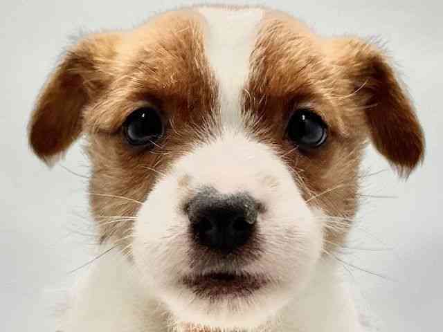 大阪府のジャックラッセルテリア (ひごペットフレンドリー東淀川店/2025年9月7日生まれ/男の子/ホワイトタン)の子犬の1枚目の画像