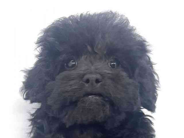 兵庫県のトイプードル(トイ) (ひごペットフレンドリーイオンタウン加古川店/2025年9月13日生まれ/男の子/ブラック)の子犬の1枚目の画像