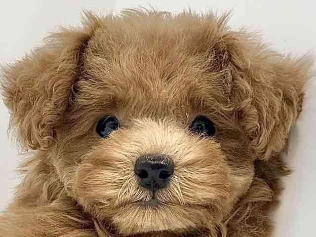 奈良県のトイプードル(トイ) (ひごペットフレンドリーイオンモール橿原ウエスト・ビレッジ店/2025年9月12日生まれ/女の子/レッド)の子犬の1枚目の画像