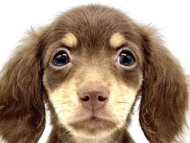 大阪府のミニチュアダックスフンド(ロング) (ひごペットフレンドリーイオンタウン豊中庄内店/2025年9月15日生まれ/女の子/チョコレートイエロー)の子犬