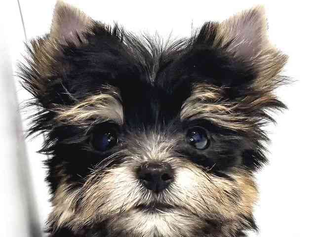 奈良県のヨークシャーテリア (ひごペットフレンドリー奈良パワーシティ店/2025年9月12日生まれ/男の子/スチールブルータン)の子犬