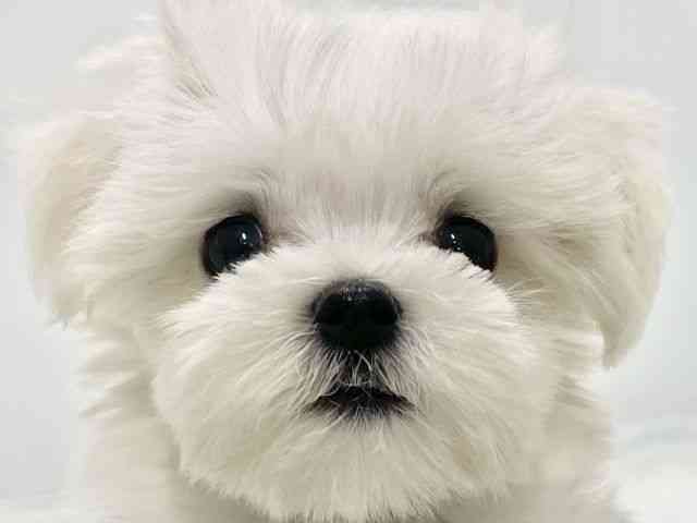 高知県のマルチーズ (ひごペットフレンドリーイオンモール高知店/2025年9月14日生まれ/男の子/ホワイト)の子犬の1枚目の画像
