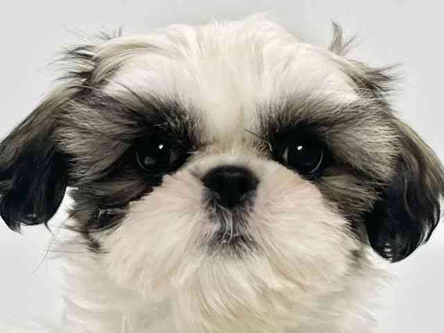 高知県のシーズー (ひごペットフレンドリーイオンモール高知店/2025年9月15日生まれ/女の子/ホワイトゴールド)の子犬