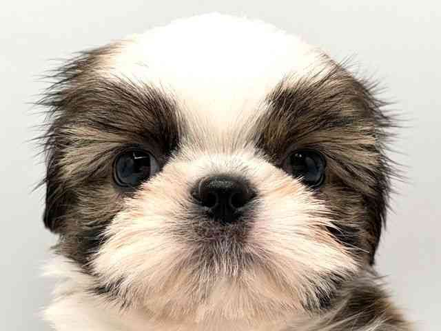 奈良県のシーズー (ひごペットフレンドリー田原本店/2025年9月15日生まれ/男の子/ゴールドホワイト)の子犬