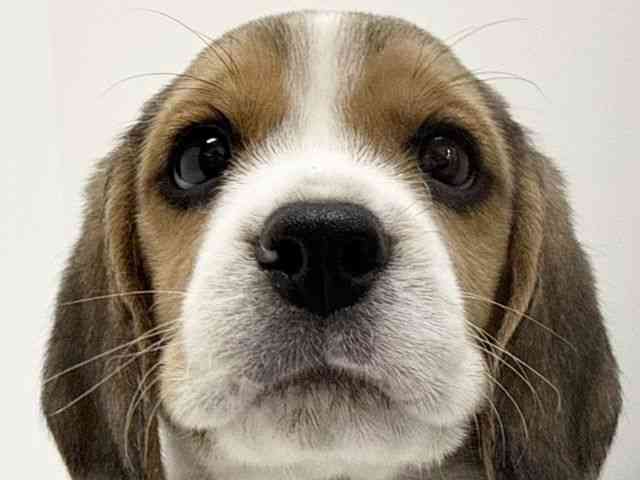 大阪府のビーグル (ひごペットフレンドリーくずはモール店/2025年9月14日生まれ/男の子/ブラックタンホワイト)の子犬