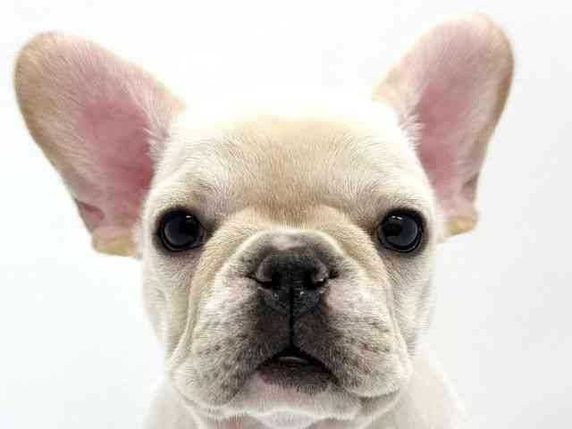大阪府のフレンチブルドッグ (ひごペットフレンドリーイオンタウン茨木太田店/2025年9月13日生まれ/女の子/クリーム)の子犬