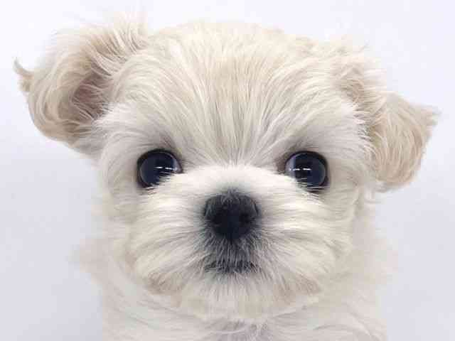 兵庫県のチワマル/マルチワ(チワワ×マルチーズ) (ひごペットフレンドリーイオンタウン加古川店/2025年9月14日生まれ/女の子/クリーム)の子犬