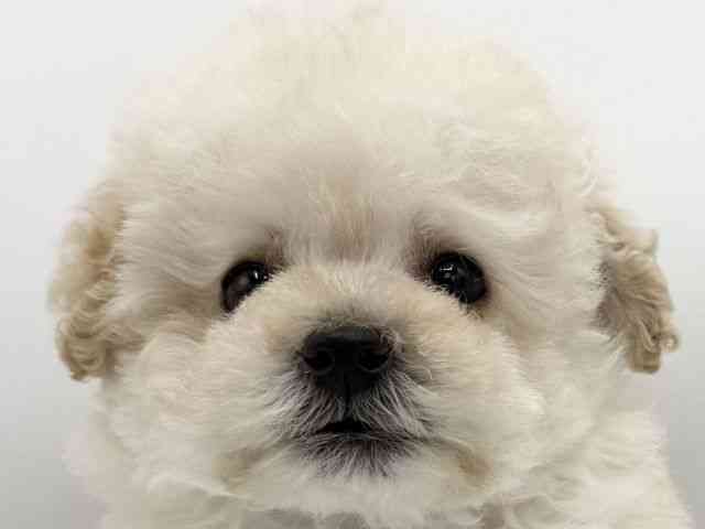 大阪府のトイプードル(トイ) (ひごペットフレンドリーららぽーとEXPOCITY店/2025年9月13日生まれ/男の子/ペールフォーン)の子犬