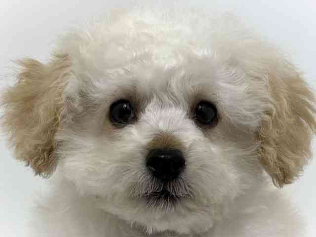 大阪府のトイプードル(トイ) (ひごペットフレンドリーベルファⅡ都島店/2025年9月13日生まれ/男の子/ペールフォーン)の子犬の1枚目の画像