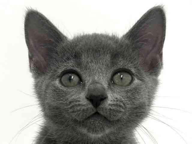 大阪府のロシアンブルー (ひごペットフレンドリーベルファⅡ都島店/2025年9月12日生まれ/女の子/ブルー)の子猫