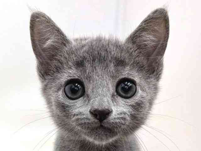 広島県のロシアンブルー (ひごペットフレンドリーゆめタウン廿日市店/2025年9月12日生まれ/男の子/ブルー)の子猫の1枚目の画像