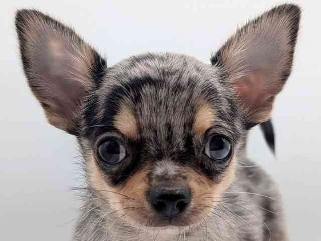 香川県のチワワ(スムース) (ひごペットフレンドリーゆめタウン高松店/2025年9月10日生まれ/男の子/ブルーマール)の子犬