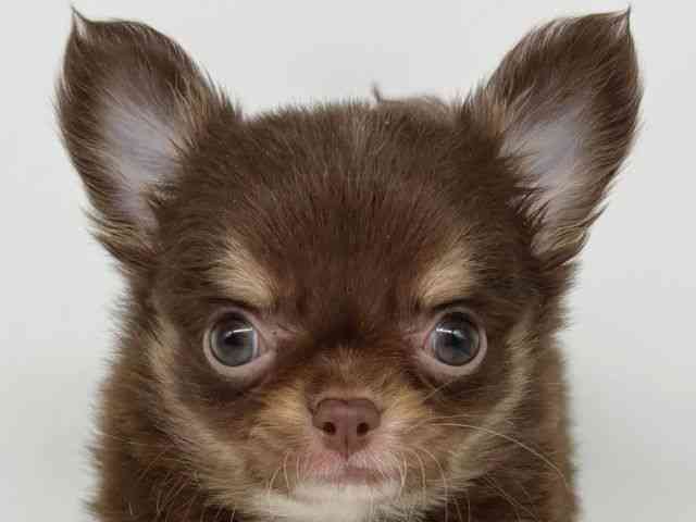 大阪府のチワワ(ロング) (ひごペットフレンドリー瓜破店/2025年9月16日生まれ/男の子/チョコレートタンホワイト)の子犬