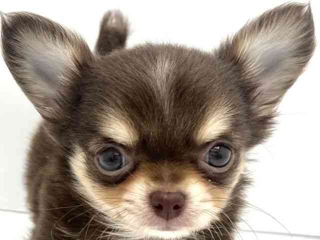 兵庫県のチワワ(ロング) (ひごペットフレンドリークラウンパーク伊丹店/2025年9月16日生まれ/男の子/チョコレートタン)の子犬