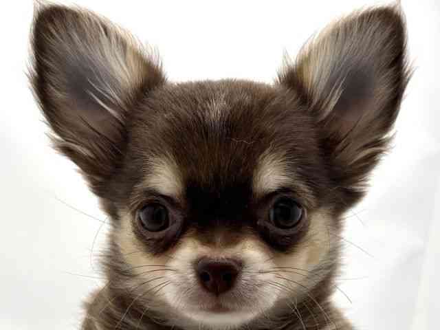 兵庫県のチワワ(ロング) (ひごペットフレンドリークラウンパーク伊丹店/2025年9月16日生まれ/男の子/チョコレートタン)の子犬の1枚目の画像